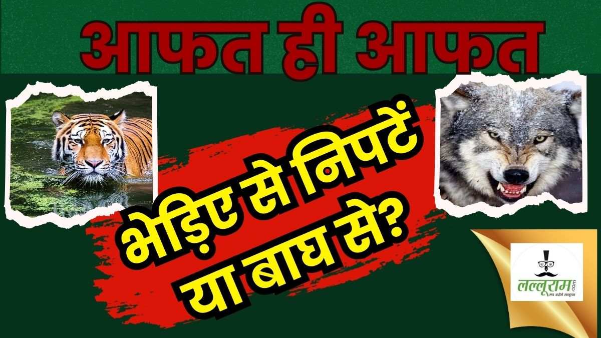 आफत ही आफत… भेड़िए से निपटे या बाघ से! UP के इस  जिले में बाघों का आतंक, 8 टाइगर की तलाश जारी
