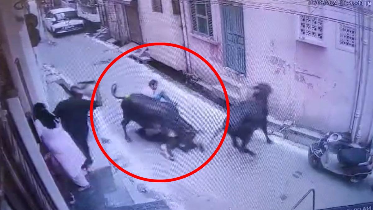 COW ATTACK : सड़कों पर मवेशियों का कहर, दो लोगों को पटका, सब कुछ जानते हुए भी तमाशा देख रहा निगम, देखिए VIDEO