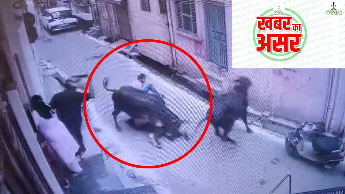 LALLURAM IMPACT : नगर निगम पर हुआ खबर का असर, अवैध डेयरी संचालकों पर हुई कार्रवाई, मवेशियों को पकड़कर भेजा कांजी हाउस