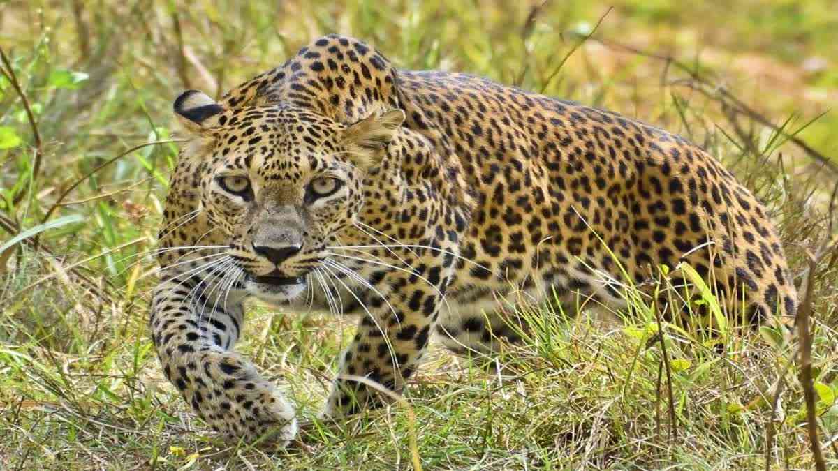 जंगल से ‘भटका’ तेंदुआ रिहायशी क्षेत्र में पहुंचा, ग्रामीणों में मची दहशत