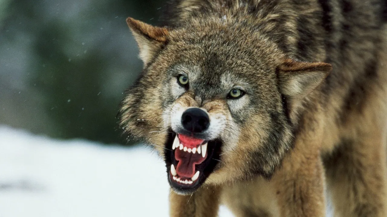 UP Bahraich Wolf Attack: नरभक्षी भेड़ियों के आगे सिस्टम लाचार! जानिए अबतक मौत और घायलों का आंकड़ा