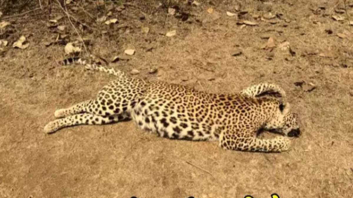 बांधवगढ़ टाइगर रिजर्व में मादा तेंदुए की मौत: संदिग्ध हालत में मिला शव, जताई जा रही ये आशंका