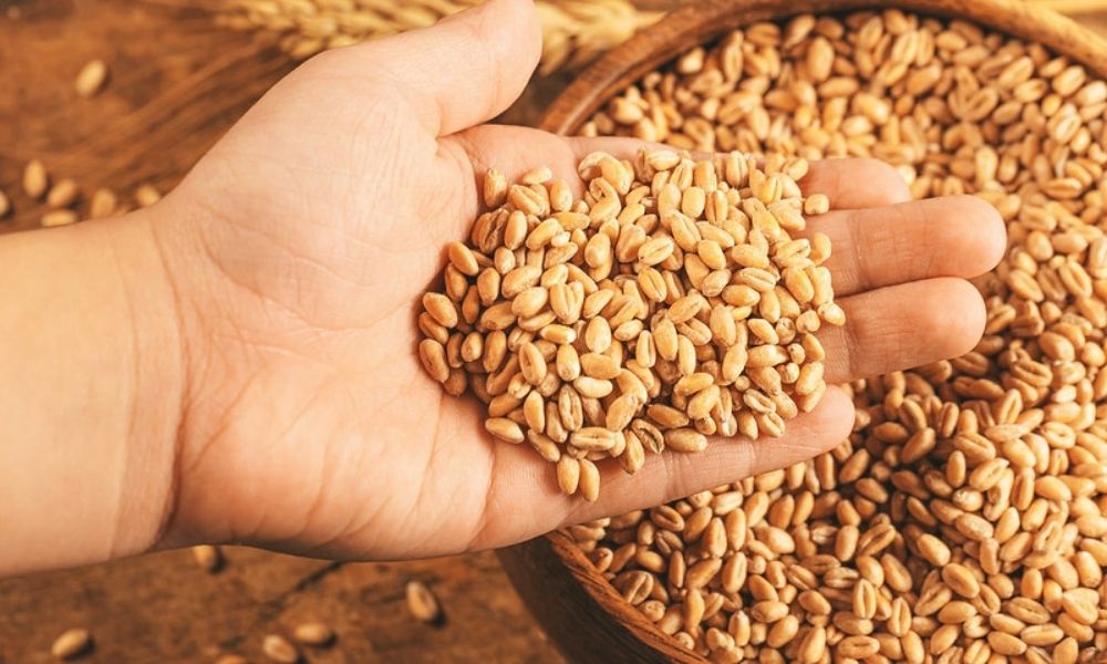 ओडिशा :  राशन कार्ड धारकों को अक्टूबर 2024 से मिलेगा गेहूं