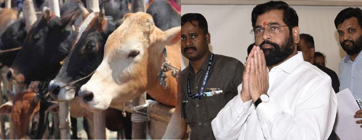 ‘गाय’ बनीं महाराष्ट्र की राज्यमाता, चुनाव से पहले शिंदे सरकार का बड़ा फैसला- Cow Became State Mother