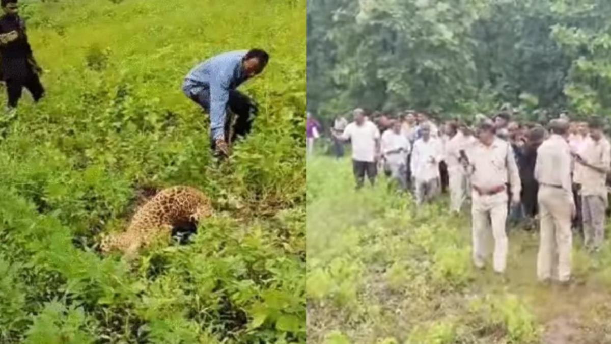 तेंदुए से छेड़छाड़ करना पड़ा भारी: घायल अवस्था में किसी ने पकड़ी पूंछ तो कोई ले रहा था सेल्फी, तमाशबीन बना वन अमला, लेपर्ड की मौत के बाद लिया बड़ा एक्शन