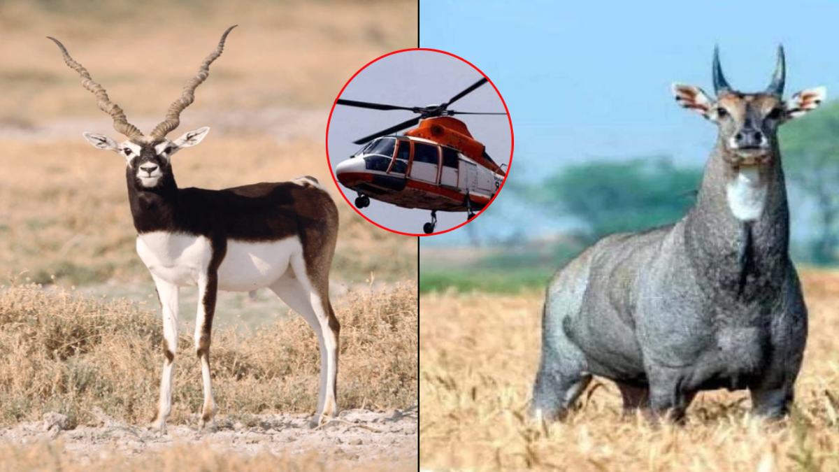 नीलगाय और ब्लैक बक को पकड़ने हेलीकॉप्टर का इस्तेमाल: समस्या से निपटने वन विभाग ने बनाया प्लान, दक्षिण अफ्रीका के एक्सपर्ट की लेंगे मदद