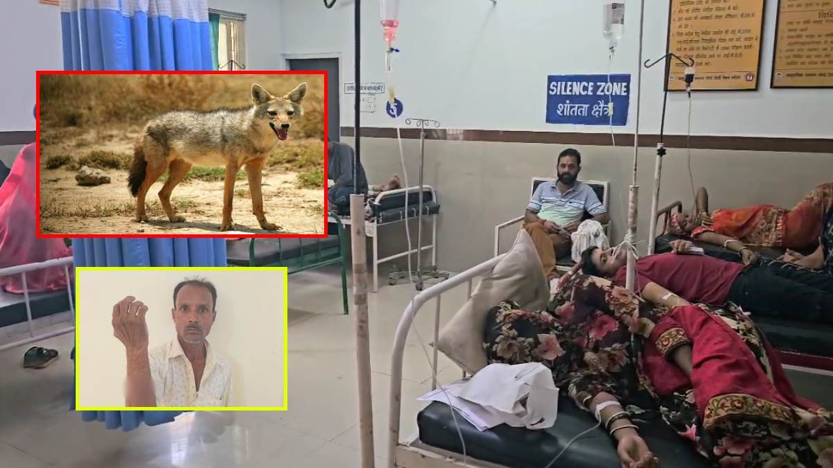 UP में भेड़िए के बाद MP में सियार, इंसानों और जानवरों में आर-पार! सियार के हमले से 6 घायल, अस्पताल में भर्ती