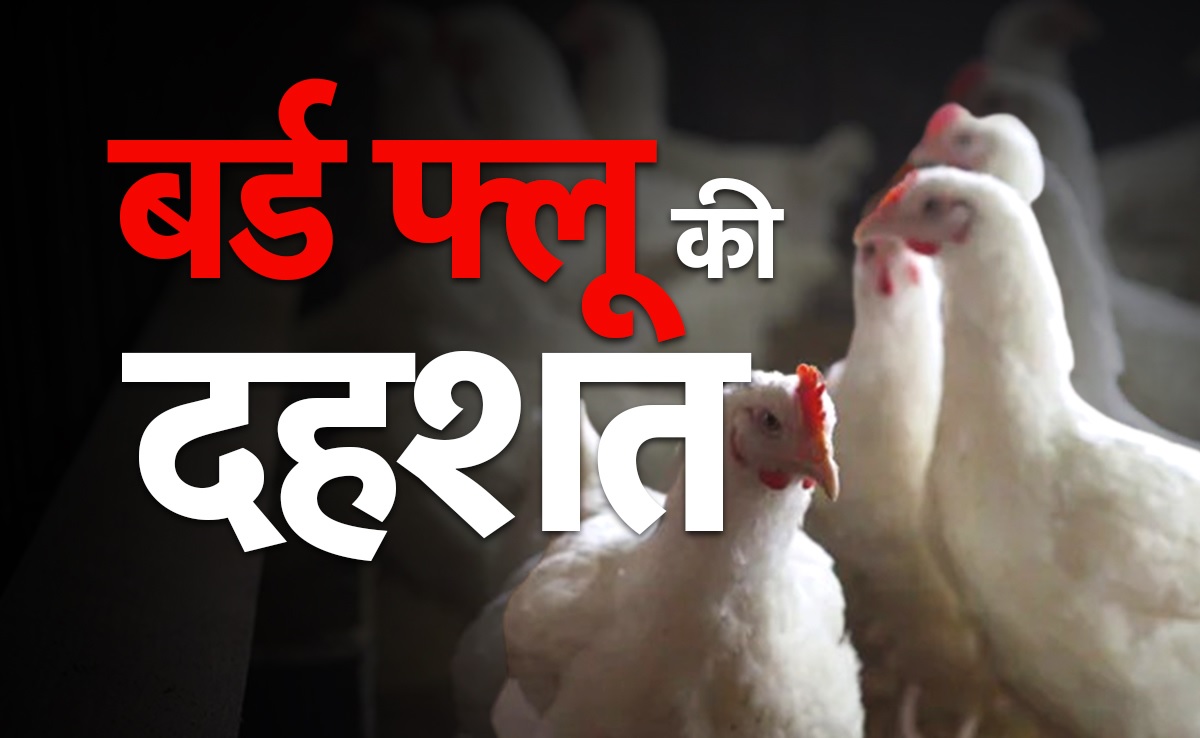 राजधानी में बर्ड फ्लू का खतरा…महापौर की अपील, कुछ दिनों तक चिकन खाने से बचे