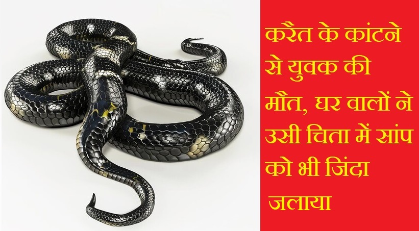 CG News: करैत के कांटने से युवक की मौत, घर वालों ने उसी चिता में सांप को भी जिंदा जलाया, देंखे Video