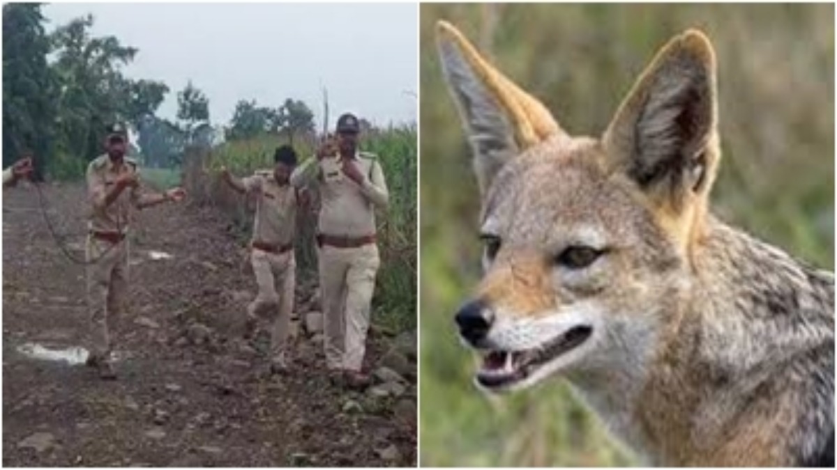 MP में सियारों का आतंक: हमले के बाद ग्रामीणों में दहशत, तलाश में जुटा वन विभाग 