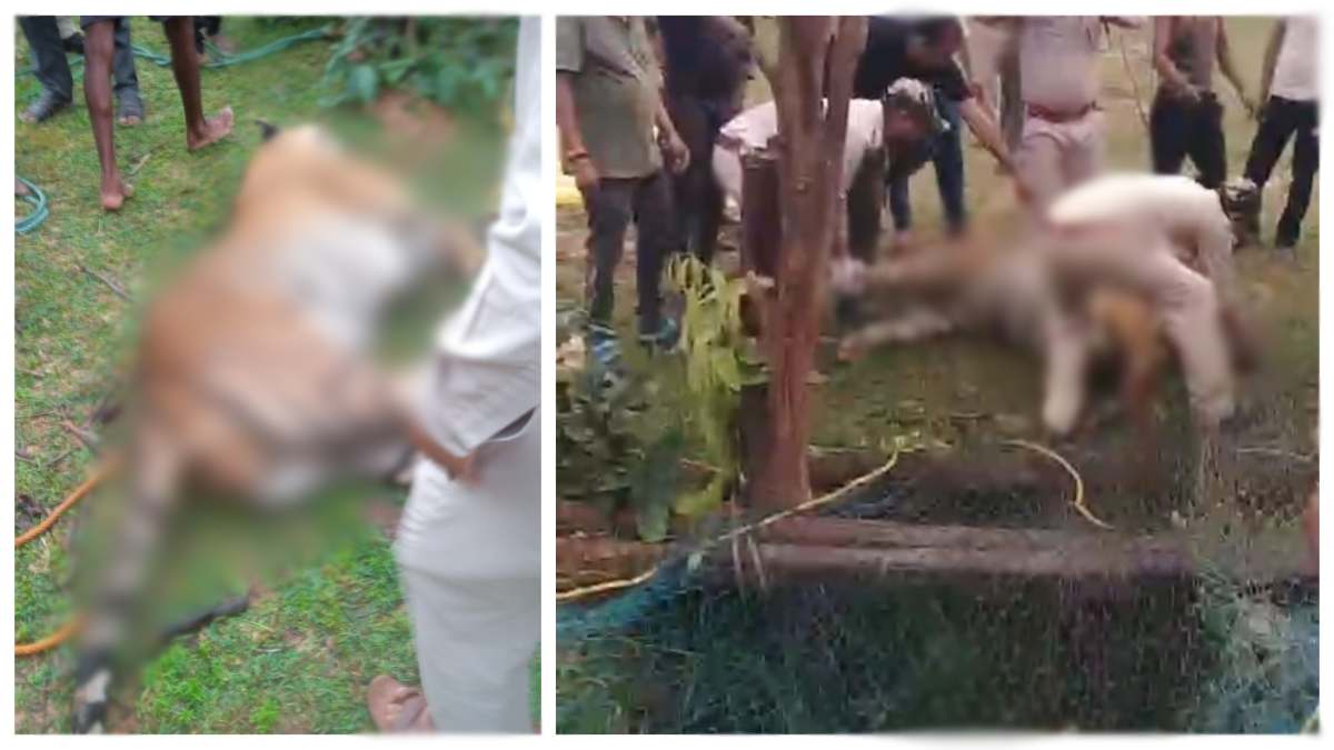 संजय टाइगर रिजर्व में फिर एक मौत: कुएं में मिला बाघ का शव, जांच में जुटा वन विभाग