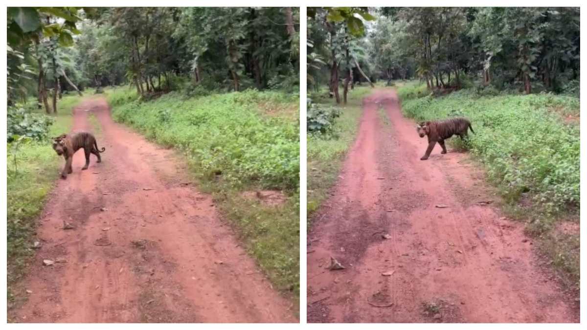 देखें Video- अकोला बफर में पर्यटकों को हुए बाघ के दीदार, जिप्सी की तरफ बढ़ा तो हलक में अटकी सांसें!