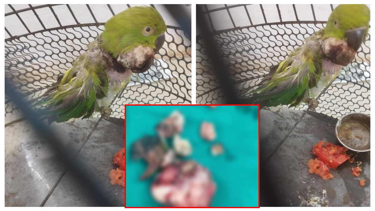 ‘तोते’ की सर्जरी: 98 ग्राम के ‘बेटू’ से निकला 20 ग्राम का ट्यूमर, 2 घंटे तक हुआ मिट्ठू का ऑपरेशन, देखें Video