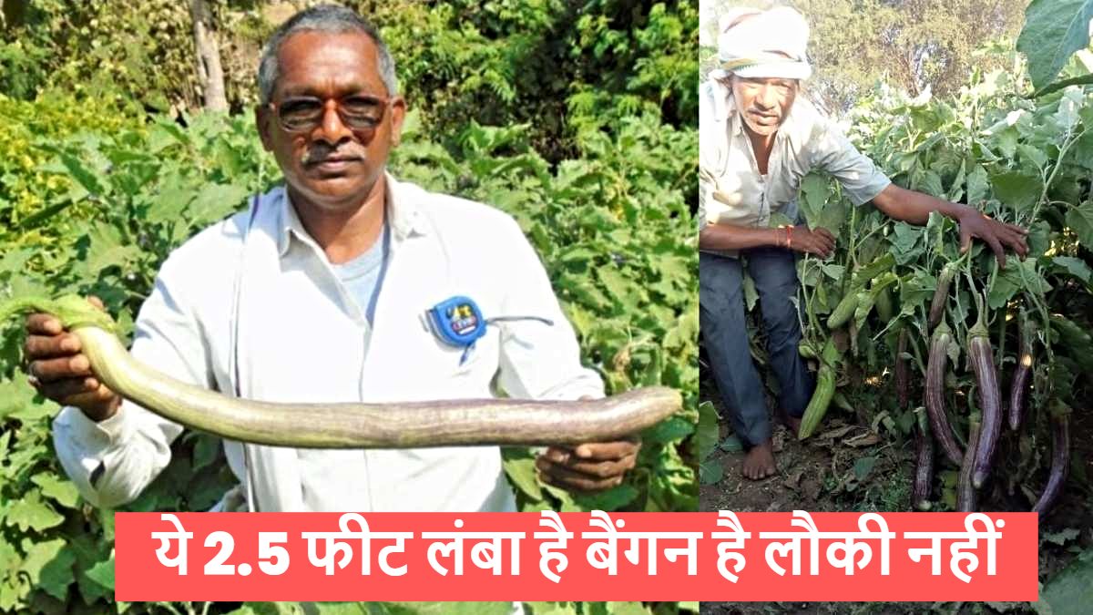 छत्तीसगढ़ के किसान का कमाल, ये 2.5 फीट लंबा है बैंगन है लौकी नहीं…