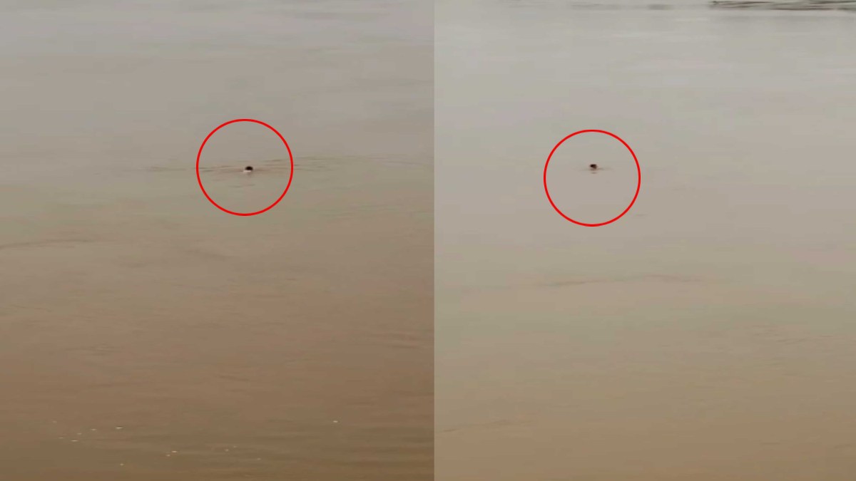 LIVE VIDEO: नदी के पुल से युवक ने लगाई छलांग, तेज बहाव में बहा, तलाश जारी…