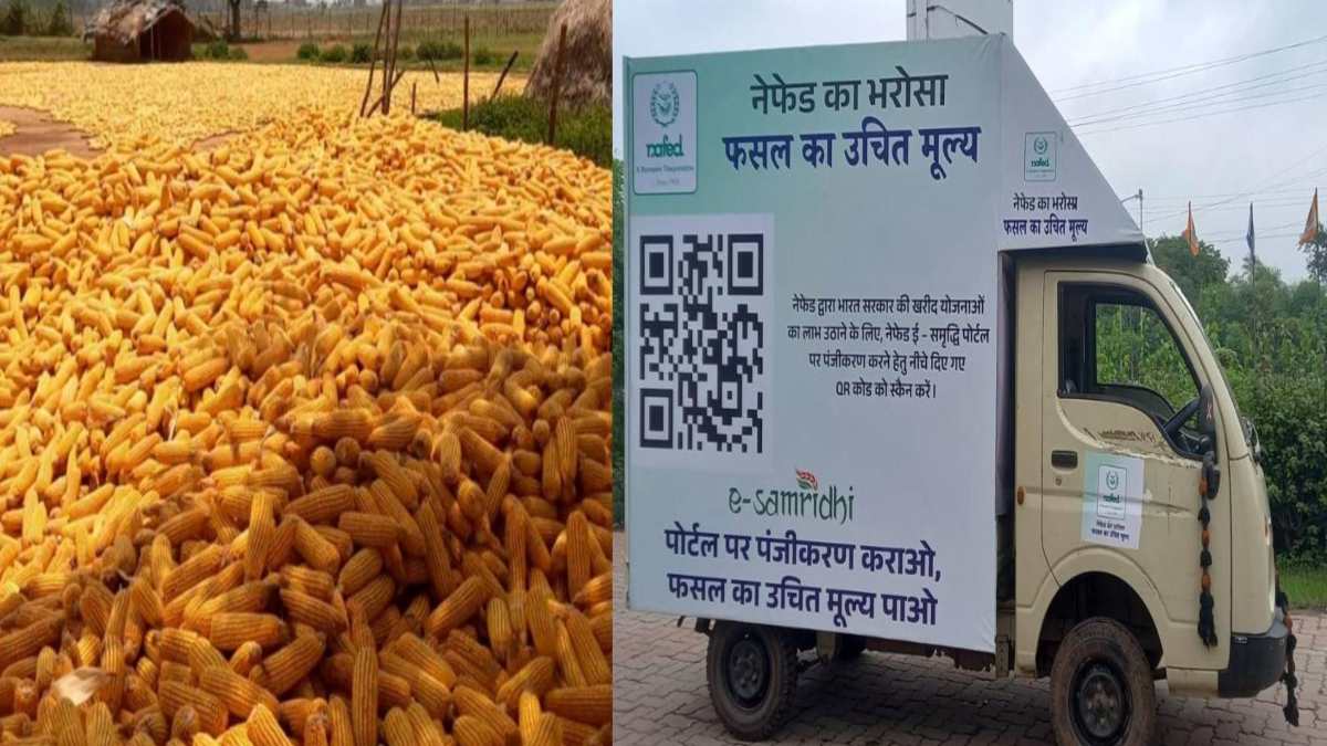 मक्का किसानों के लिए बड़ी राहत: प्रदेश में नेफेड MSP दर पर करेगा खरीदी, एथेनॉल उत्पादन को मिलेगा बढ़ावा