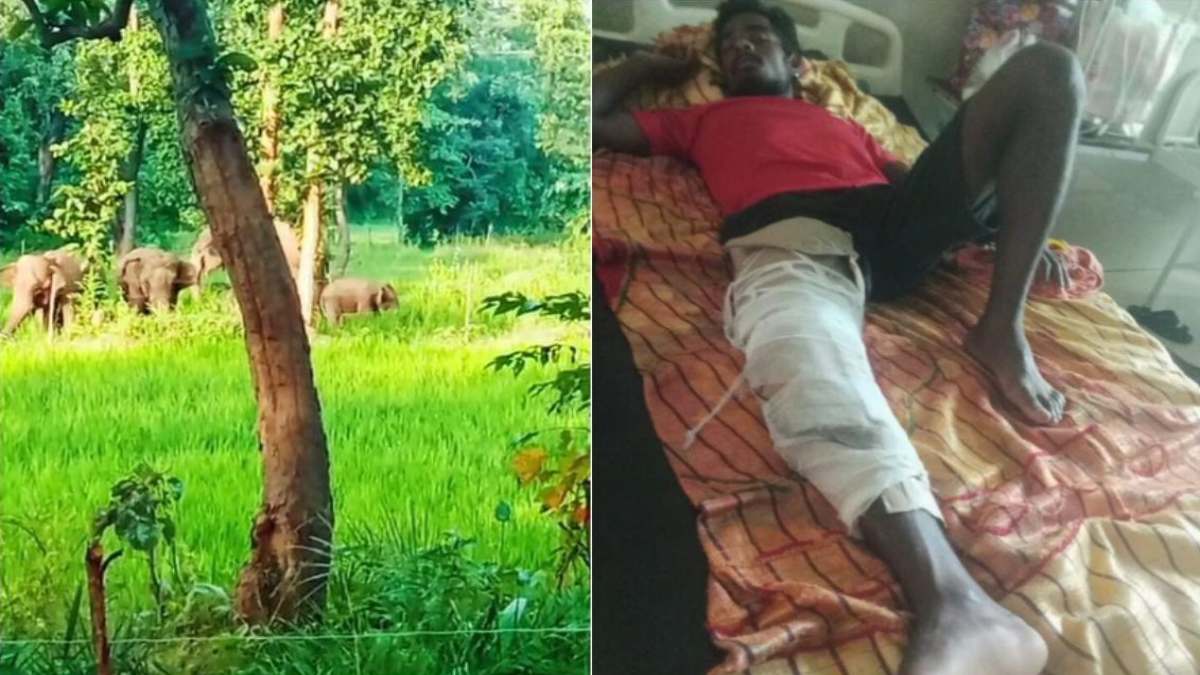 हाथियों का आतंक जारी…फसल की रखवाली कर रहे ग्रामीण को हाथी ने दौड़ाया, जान बचाने की कोशिश में टूटा पैर