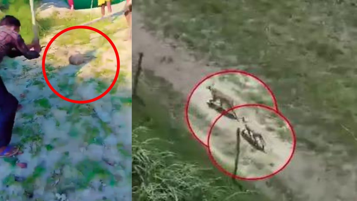 कंट्रोल नहीं हुए तो शूट… भेड़ियों के आतंक पर CS का बयान, इधर दहशत में गांव छोड़ रहे लोग, कौशांबी में ग्रामीणों ने भेड़िए पर बरसाए डंडे