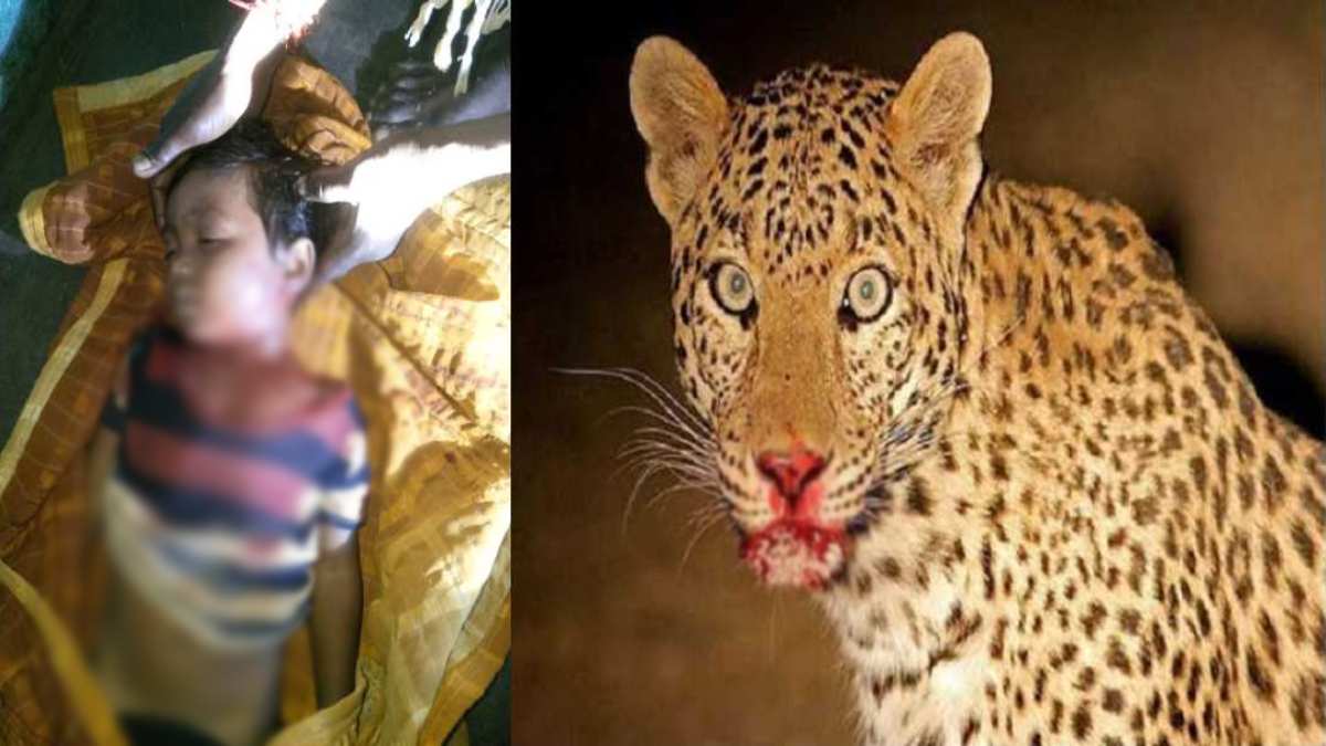 CG Leopard Attack: तेंदुए के हमले में मासूम बच्ची की मौत, इलाके में दहशत
