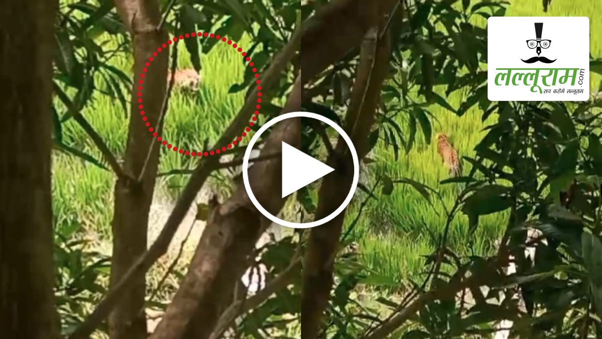 Leopard Spotted in Farm: खेत में काम कर रहे थे किसान, तभी आ धमका खूंखार तेंदुआ, मचा हड़कंप, देखें वायरल VIDEO