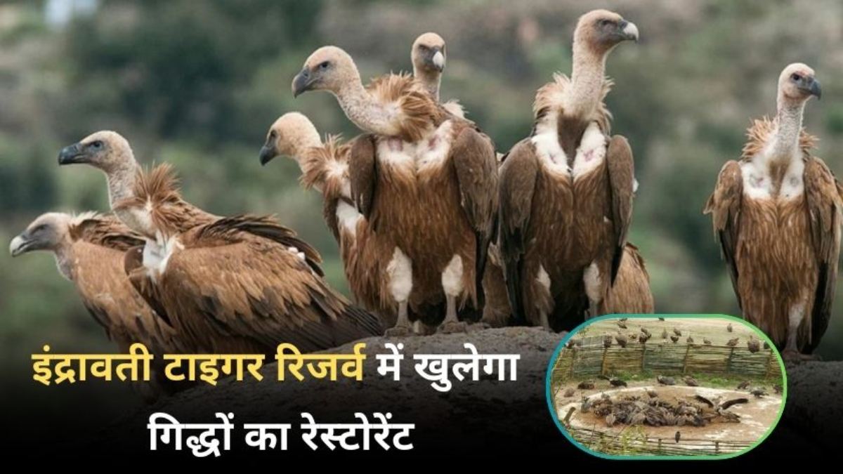 गिद्धों का सुरक्षित ठिकाना बना बस्तर: ITR में इनके संरक्षण और वृद्धि के लिए खुलेगा गिद्ध रेस्टोरेंट, केंद्र को भेजा प्रस्ताव