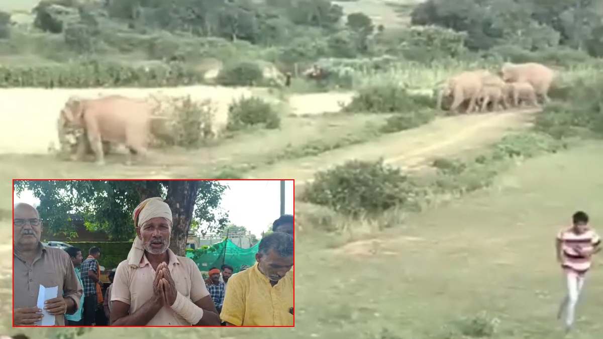 हाथियों का आतंक: 20 हाथियों का दल मचा रहा उत्पात, खड़ी फसल को पहुंचाया नुकसान, दहशत में रात गुजार रहे ग्रामीण