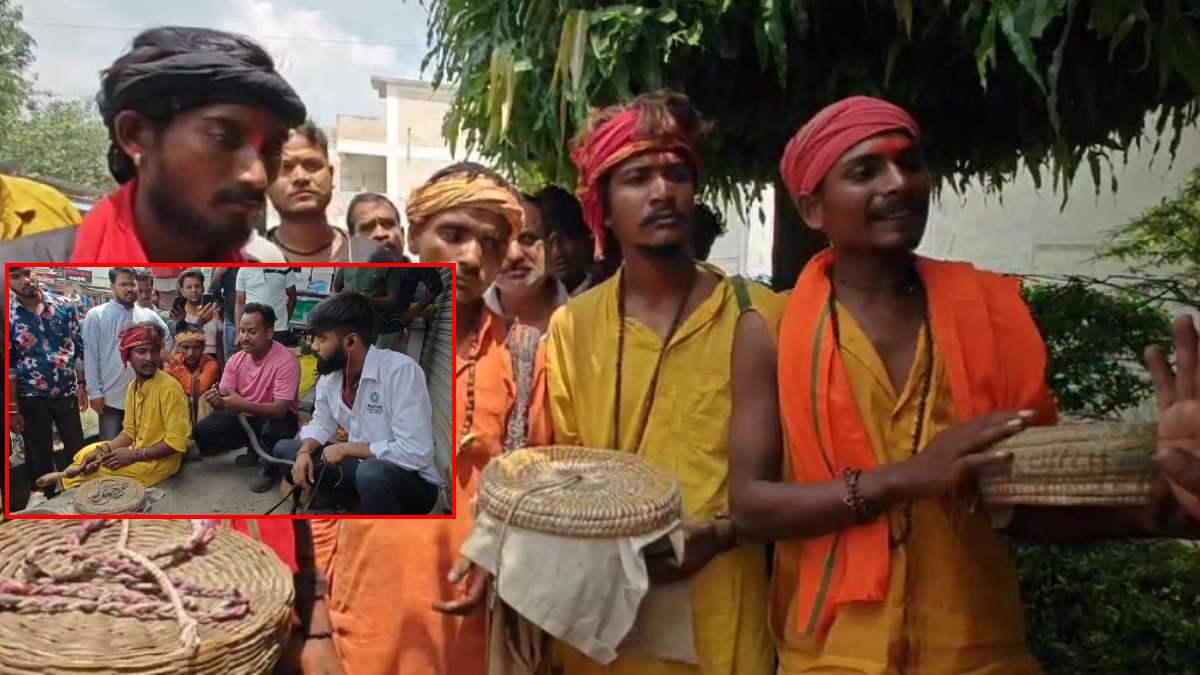सपेरों की ऐसी बर्बरता: सांपों के दांत तोड़े… चिपका दिया फेवीक्विक से मुंह, सर्प प्रेमियों ने कराया मुक्त