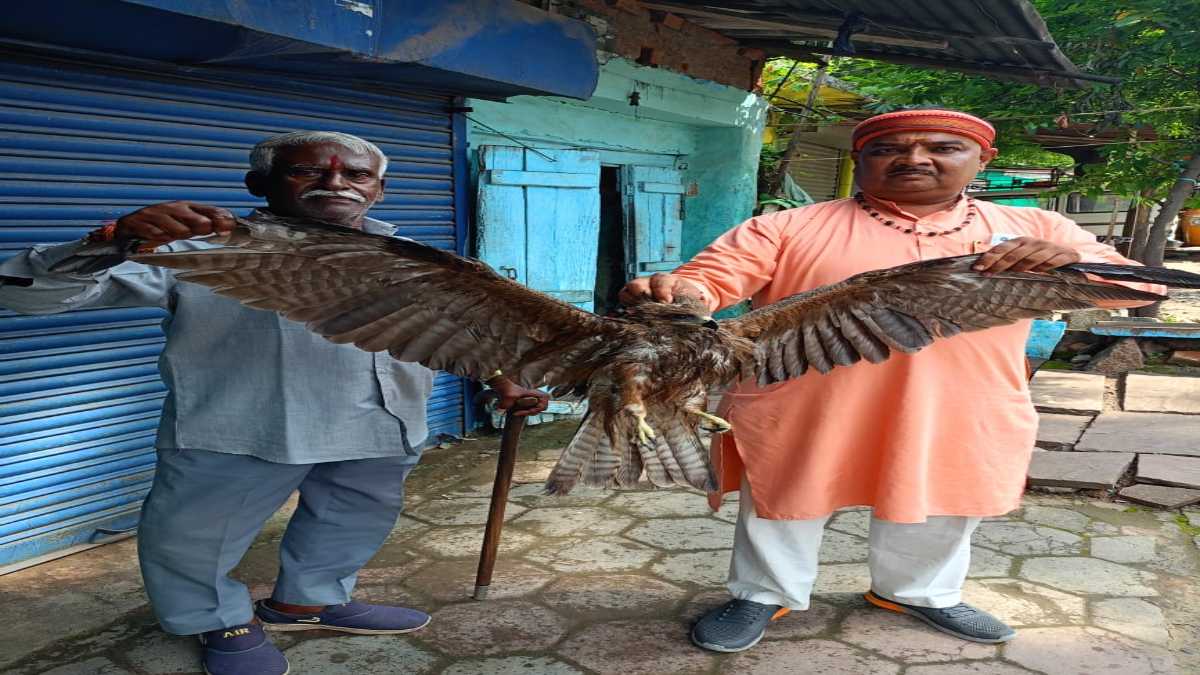 डिहाईड्रेशन का शिकार हुआ गोल्डन ईगलः अचानक जमीन पर गिरा, प्राथमिक उपचार मिलते ही ठीक हुआ