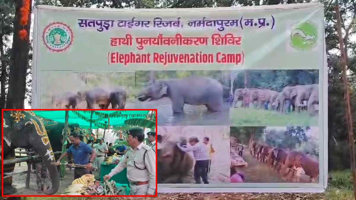 हाथियों ने मनाया Holiday: दिन में स्पा… रात में मजेदार पकवान खाकर फरमाया आराम, स्पेशल ट्रीटमेंट के बाद फिर लौटे काम पर