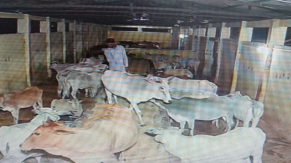 चोरी का अनूठा मामलाः भोपाल में आधी रात गौशाला से 32 गाय चोरी, वारदात सीसीटीवी कैमरे में कैद