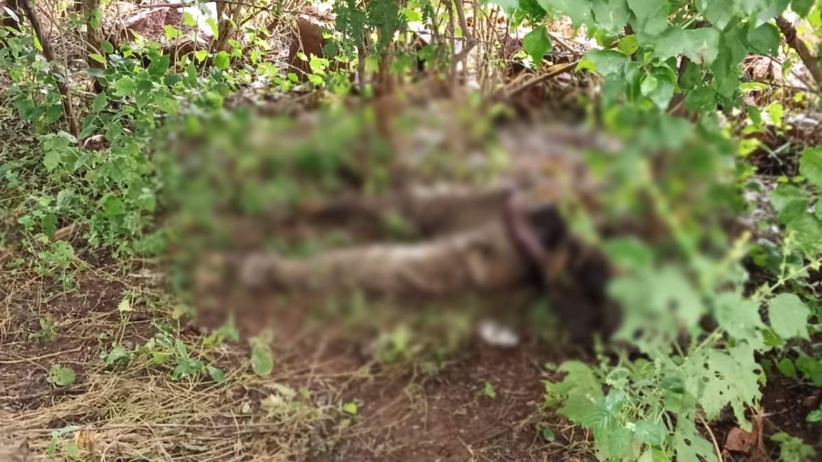 Crime News: संदिग्ध अवस्था में खेत में मिली सड़ी-गली लाश, क्षेत्र में आग की तरह फैली सनसनी