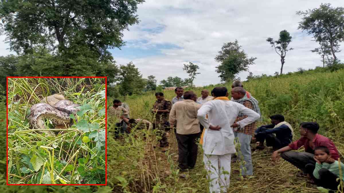 VIDEO: अजगर की जकड़न में जंगली जानवर, देखते ही देखते निकल गई जान, ग्रामीणों में हड़कंप