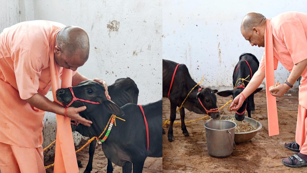 अरे रे…रे, तुम्हें माई की याद आ रही है ना! सीएम योगी ने पुंगनूर नस्ल की गाय को खूब दुलारा, देखें Video