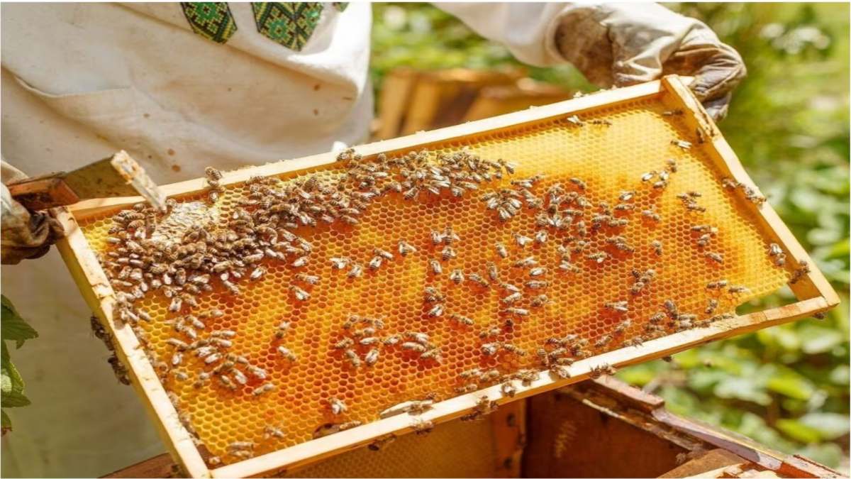 मधुमक्खी पालन के लिए सरकार ने की बड़ी घोषणा, मिलेगी 40% सब्सिडी