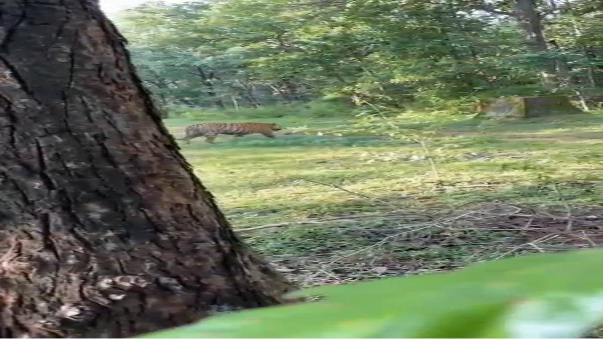Wild Animals: अपना टेरिटोरियल एरिया छोड़ पनपथा बफर क्षेत्र में घूम रहा बाघ छोटा भीम, विदिशा में कुएं में गिरने से तेंदुए की मौत