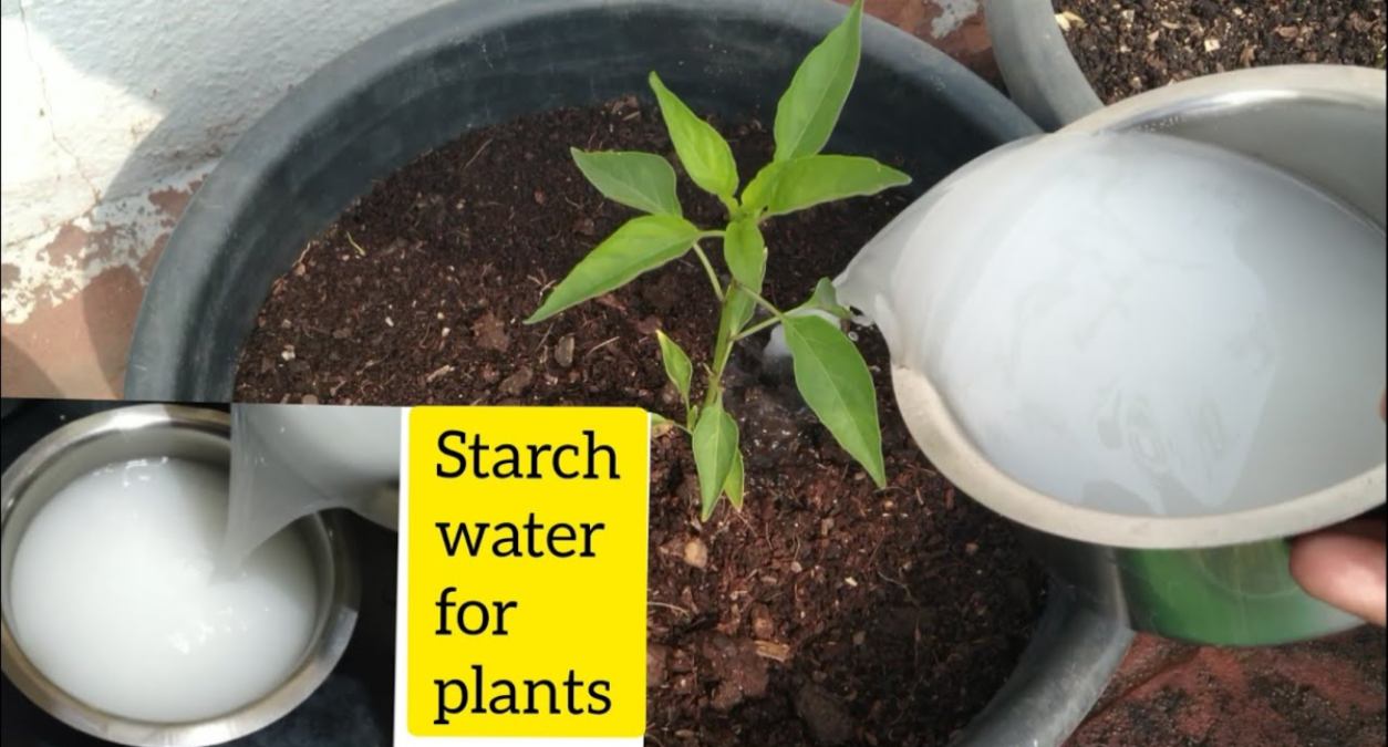 Rice Starch Water For Plants: पौधों के लिए खाद की तरह, गार्डनिंग में जरुर करें इसका उपयोग…