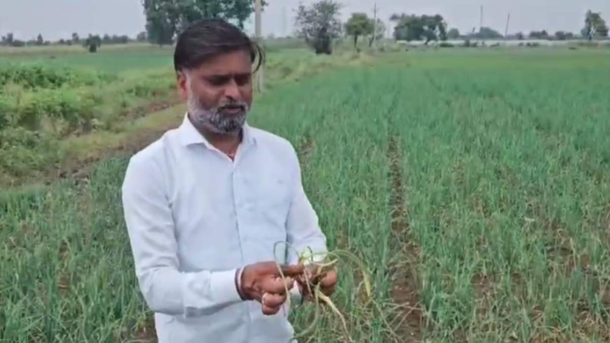 किसानों के माथे पर पड़ा बल: प्याज की फसल में लगी बीमारी, अन्नदाता बोले- पकी पकाई फसलें खराब…