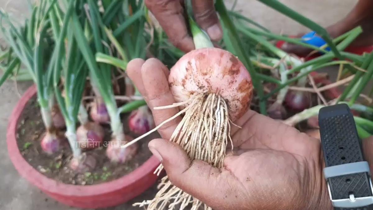 हां, घर के गमले में प्याज आसानी से उगाया जा सकता है, बस इन Tips को करना होगा Follow…