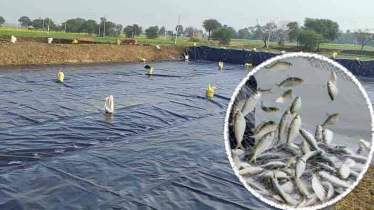 अगर आप मछली पालन में करना चाहते हैं मोटी कमाई  तो जानिए ये टिप्स…