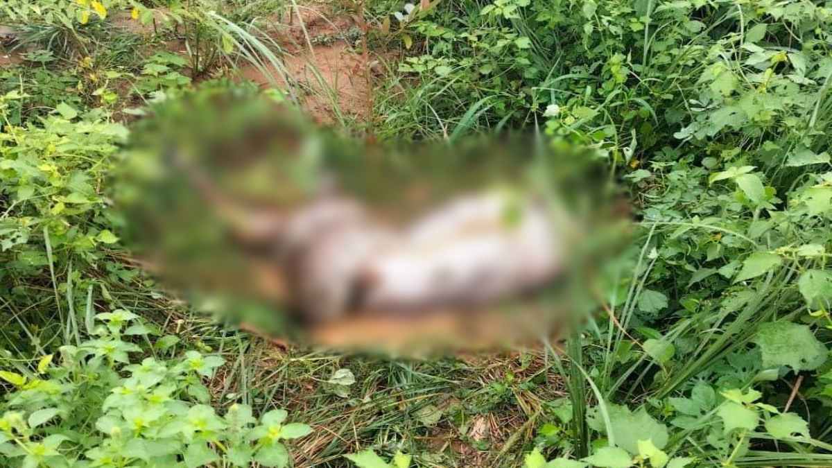 पलक झपकते ही अजगर के अंदर समा गई गाय : 16 फीट के पाइथन का बन गई निवाला, ग्रामीणों ने डंडे से छुड़ाया, लेकिन…