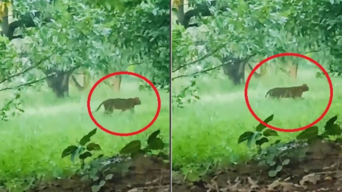 बहराइच में भेड़िए के बाद अब राजधानी में देखा गया तेंदुआ! वन अमला अलर्ट