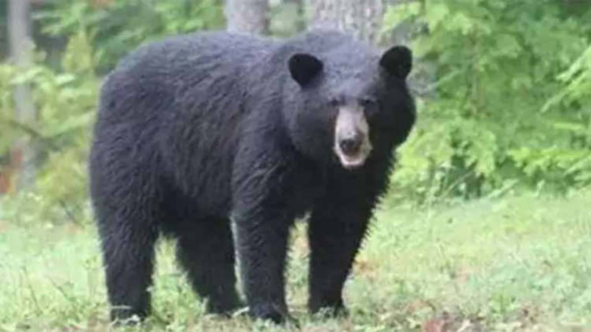 आदमखोर बना कालः भालू ने युवक पर किया हमला, इलाज के दौरान चली गई जान, दहशत में ग्रामीण