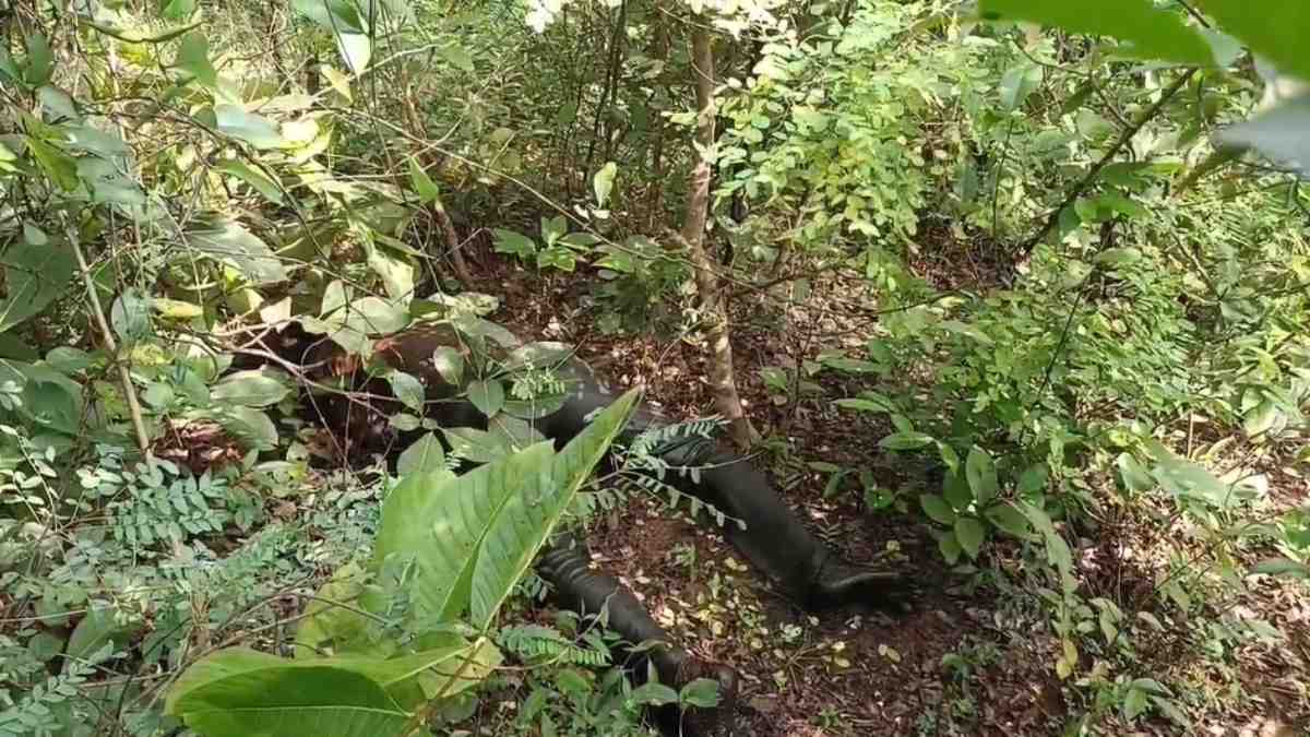 CG NEWS: जंगल में युवक की मिली सड़ी-गली लाश, हत्या या आत्महत्या जांच में जुटी पुलिस