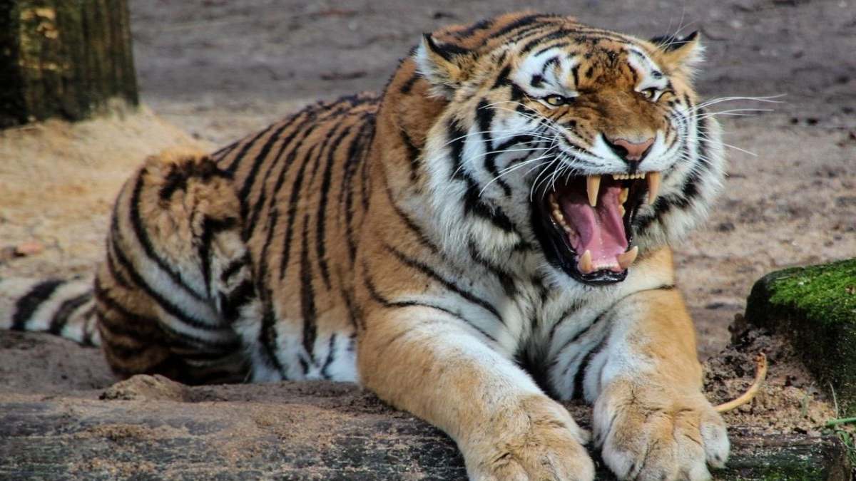 आदमखोर का खौफ : प्रशासन ने बंद कराए स्कूल, छुट्टी की घोषणा