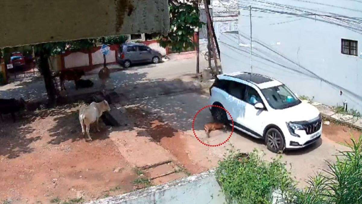 तेज रफ्तार का कहर: गाय के बछड़े को रौंदते हुए निकल गई कार, चालक फरार