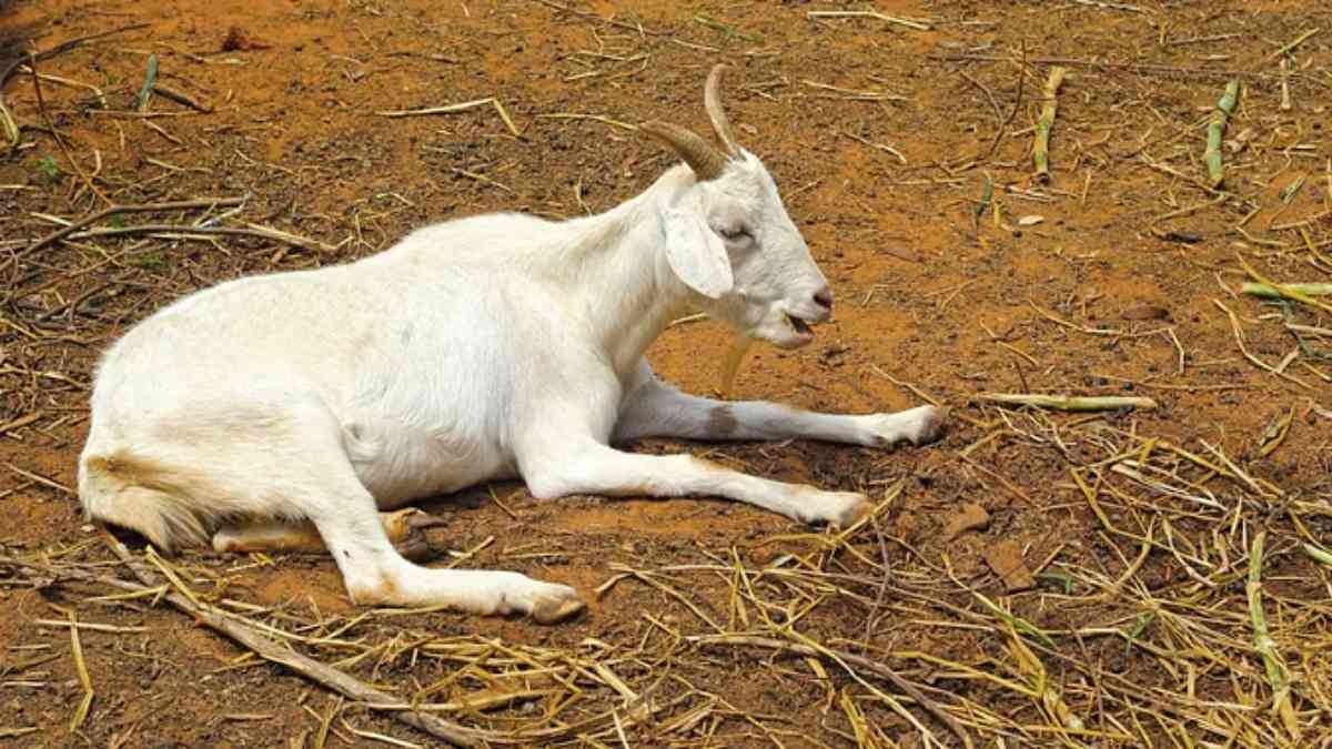 तेंदुए से नहीं, चोरों से सावधान! आदमखोर को पकड़ने के लिए बांधी गई बकरी, शातिरों ने कर ली मटन पार्टी, थाने पहुंचा मामला