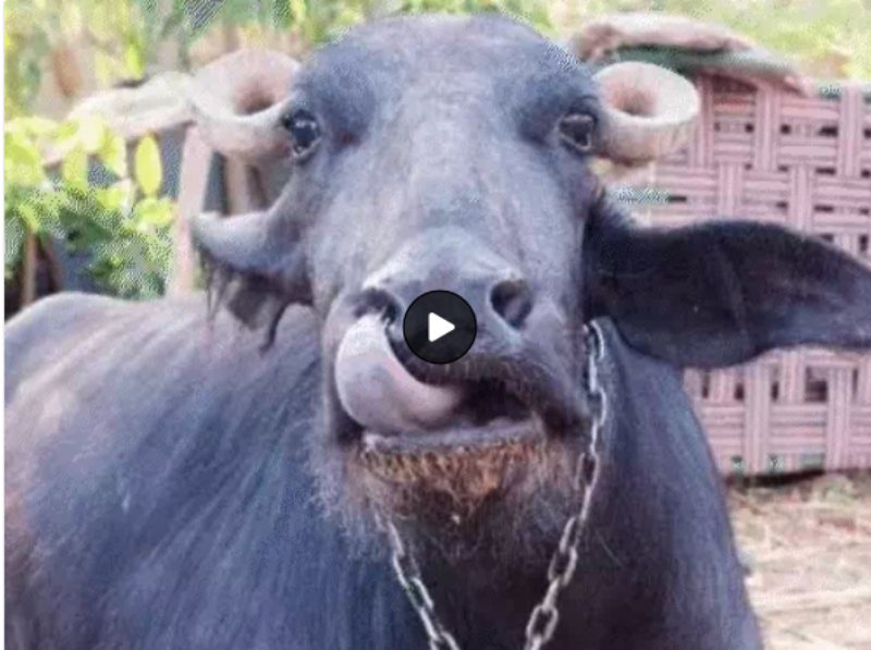भैंस खोलेगी हत्या का राजः अपराधियों ने गोली मारकर की किसान की हत्या, मामले को सुलझाने के लिए पुलिस को भैंस का ही सहारा- Buffalo will reveal secret of murder