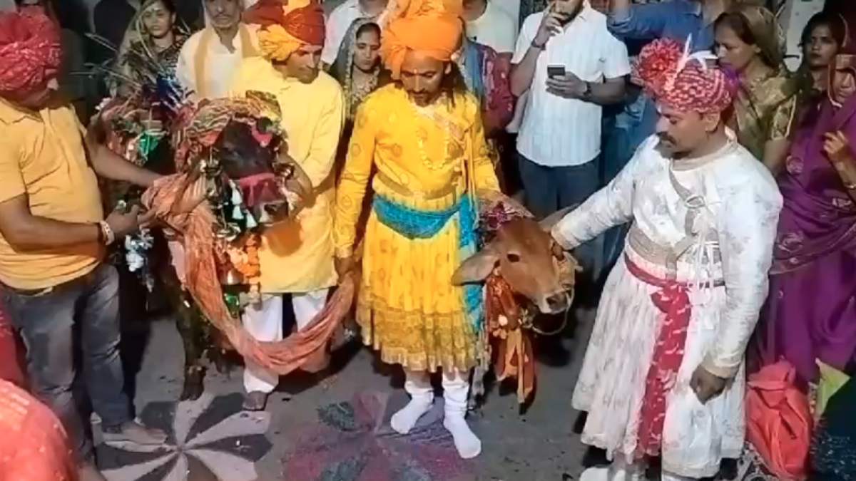 अनूठी शादी: उज्जैन में गाय और नंदी का विवाह, हिंदू रीति-रिवाज से हुए सभी रस्म, DJ पर नाचे बाराती