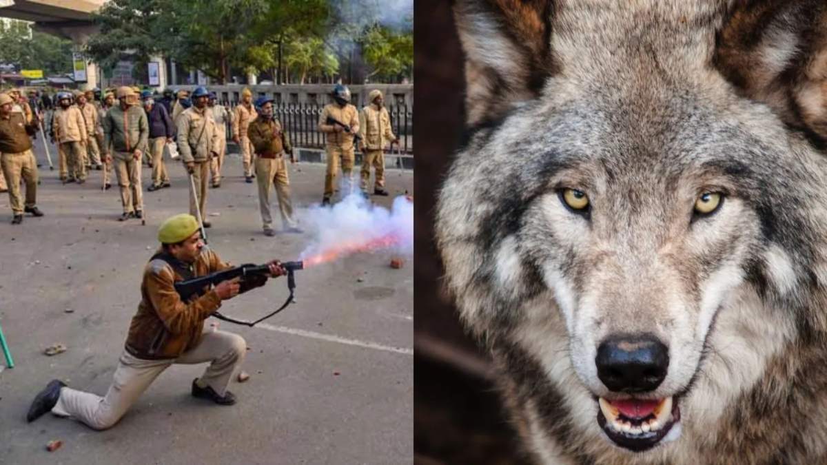 आदमखोर भेड़ियों का आतंक जारी, अब तक 10 लोगों की गई जान, जिंदा या मुर्दा ठिकाने लगाने के निर्देश, 9 शूटर तैनात