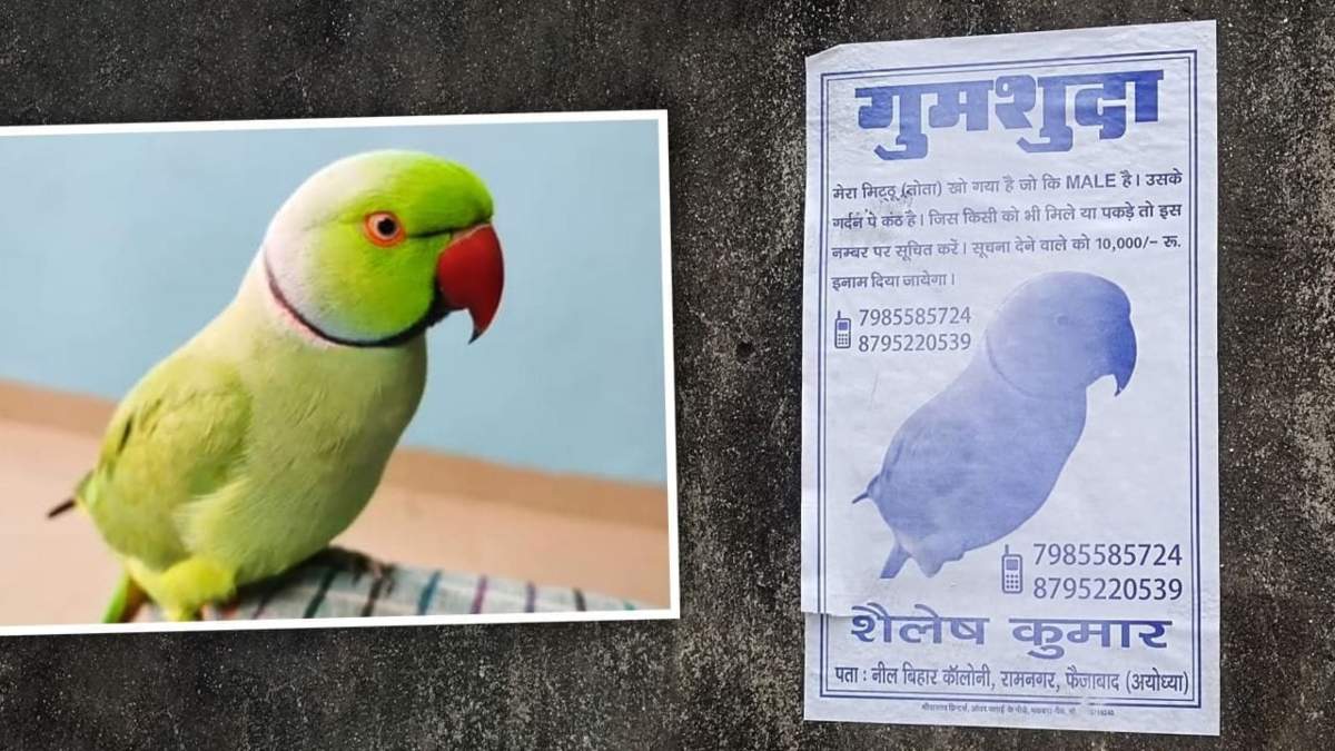 मिट्ठू को ढूंढने पर मिलेगा 10 हजार का इनाम, तोते के मालिक का ऐलान, रामनगरी में लगवाए पोस्टर